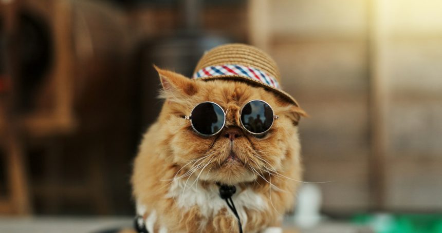 Cat, sunglasses and outdoor in pet clothes with style, fashion and funny in city, street or road. G